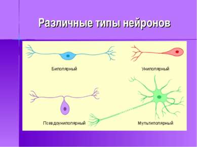 Различные типы нейронов