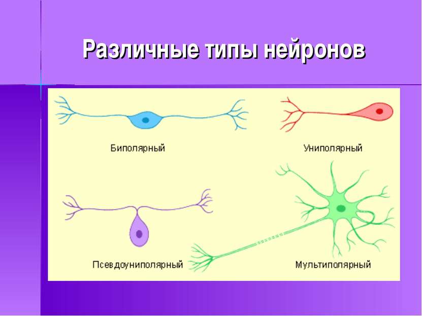 Различные типы нейронов