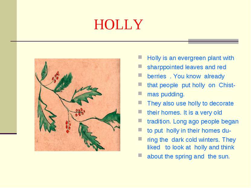 HOLLY Holly is an evergreen plant with sharppointed leaves and red berries . ...