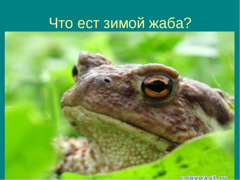Что ест зимой жаба?