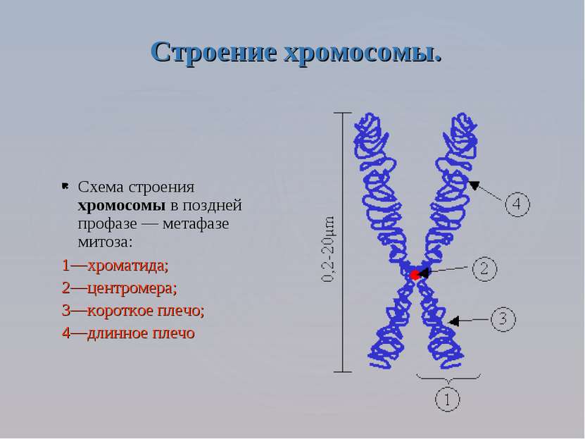 Схема строения хромосомы в поздней профазе — метафазе митоза: 1—хроматида; 2—...