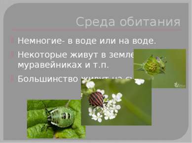 Среда обитания Немногие- в воде или на воде. Некоторые живут в земле, в мурав...