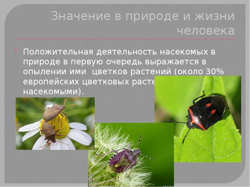 Значение в природе и жизни человека Положительная деятельность насекомых в пр...