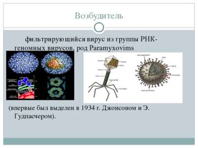 Возбудитель фильтрирующийся вирус из группы РНК- геномных вирусов, род Paramy...