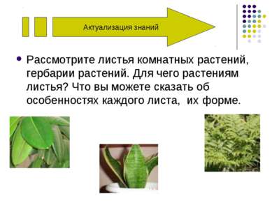 Рассмотрите листья комнатных растений, гербарии растений. Для чего растениям ...