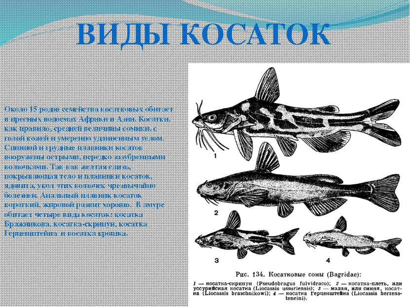 Около 15 родов семейства косатковых обитает в пресных водоемах Африки и Азии....