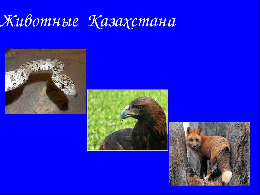 Животные Казахстана