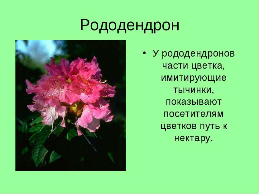 Рододендрон У рододендронов части цветка, имитирующие тычинки, показывают пос...