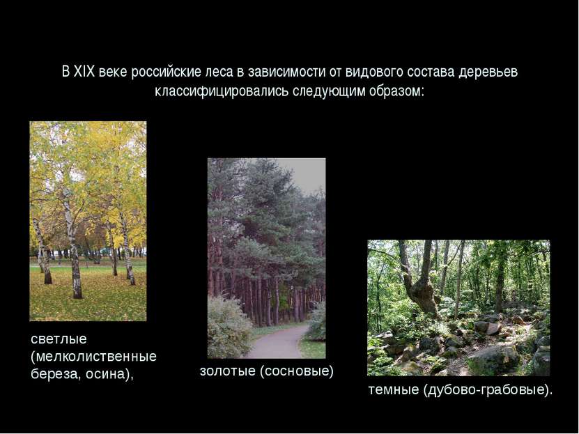 В XIX веке российские леса в зависимости от видового состава деревьев классиф...