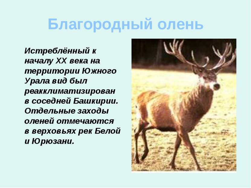 Благородный олень Истреблённый к началу ХХ века на территории Южного Урала ви...