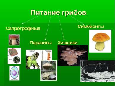Питание грибов Сапротрофные Симбионты Паразиты Хищники