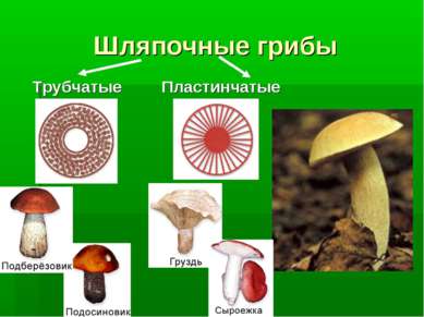 Шляпочные грибы Трубчатые Пластинчатые