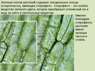 Зеленые клетки растений содержат специальные тельца (хлоропласты), имеющие хл...