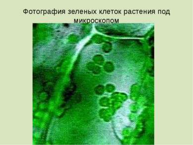 Фотография зеленых клеток растения под микроскопом