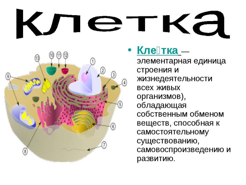 Кле тка — элементарная единица строения и жизнедеятельности всех живых органи...