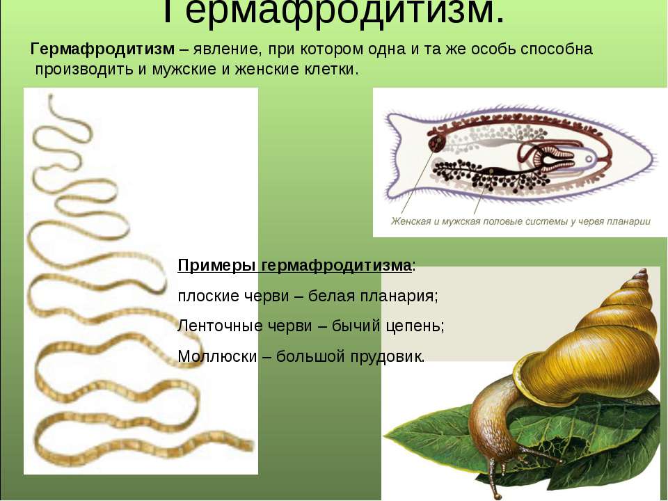 Обоеполые черви. Гермафродитизм у плоских червей. Ленточные черви гермафродиты или раздельнополые. Гермафродитизм примеры. Гермафродитизм у животных примеры.