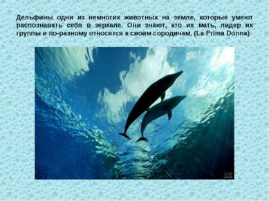 Дельфины одни из немногих животных на земле, которые умеют распознавать себя ...