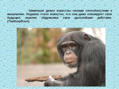 Шимпанзе давно известны своими способностями к мышлению. Недавно стало извест...