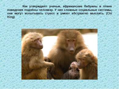 Как утверждают ученые, африканские бабуины в плане поведения подобны человеку...