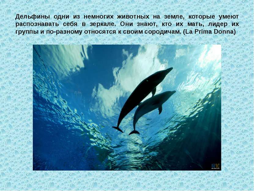 Дельфины одни из немногих животных на земле, которые умеют распознавать себя ...