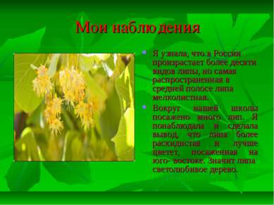 Мои наблюдения Я узнала, что в России произрастает более десяти видов липы, н...
