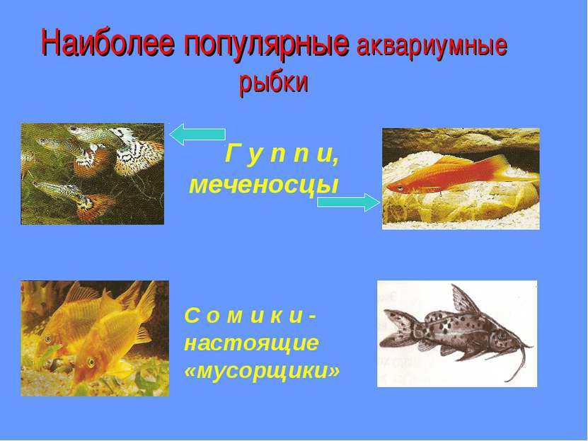Наиболее популярные аквариумные рыбки Г у п п и, меченосцы С о м и к и - наст...