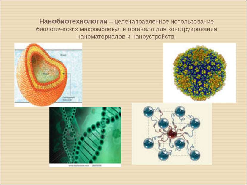 Нанобиотехнологии – целенаправленное использование биологических макромолекул...