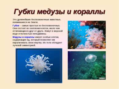 Губки медузы и кораллы Это древнейшие беспозвоночные животные, появившиеся на...