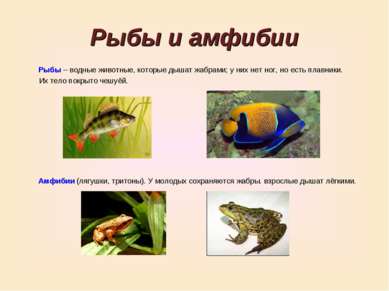 Рыбы и амфибии Рыбы – водные животные, которые дышат жабрами; у них нет ног, ...