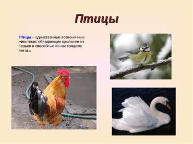 Птицы Птицы – единственные позвоночные животные, обладающие крыльями из перье...