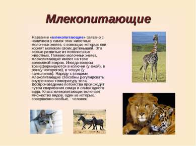 Млекопитающие Название «млекопитающие» связано с наличием у самок этих животн...