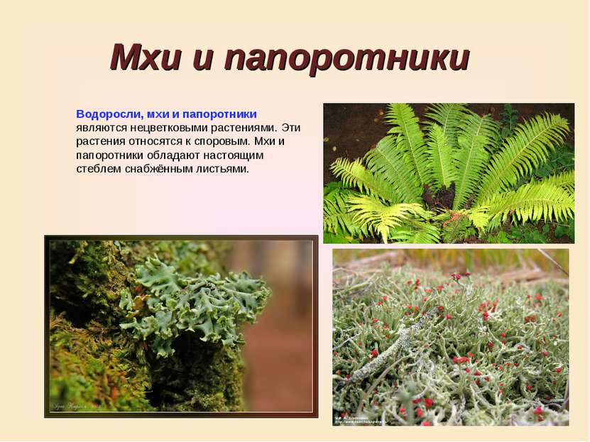 Мхи и папоротники Водоросли, мхи и папоротники являются нецветковыми растения...