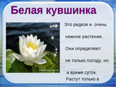 Это редкое и очень нежное растение. Они определяют не только погоду, но и вре...