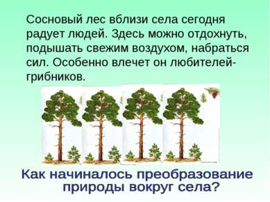 Сосновый лес вблизи села сегодня радует людей. Здесь можно отдохнуть, подышат...