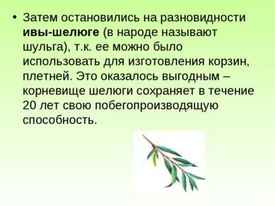 Затем остановились на разновидности ивы-шелюге (в народе называют шульга), т....