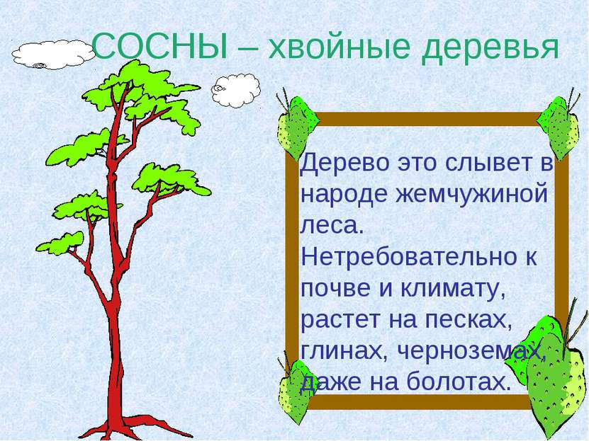 СОСНЫ – хвойные деревья Дерево это слывет в народе жемчужиной леса. Нетребова...