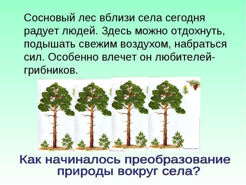 Сосновый лес вблизи села сегодня радует людей. Здесь можно отдохнуть, подышат...