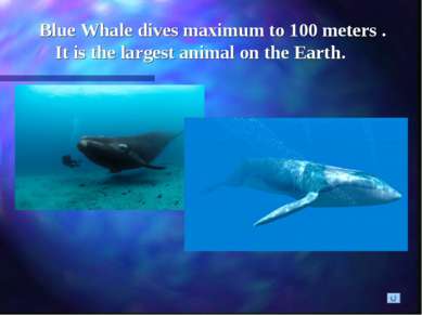 Blue Whale dives maximum to 100 meters . It is the largest animal on the Earth.