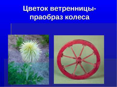 Цветок ветренницы-праобраз колеса