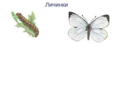 Личинки Гусеница бабочки капустной белянки Капустная белянка