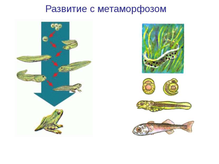Развитие лягушки Развитие рыбы Развитие с метаморфозом