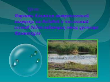 Изучить влияния антропогенной нагрузки на видовой и численный состав водоплав...