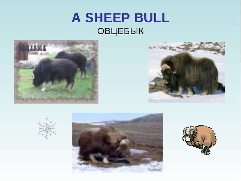 A SHEEP BULL ОВЦЕБЫК