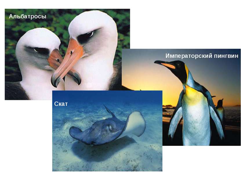 Альбатросы Скат Императорский пингвин