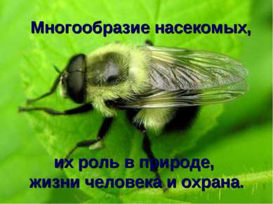 Многообразие насекомых, их роль в природе, жизни человека и охрана.