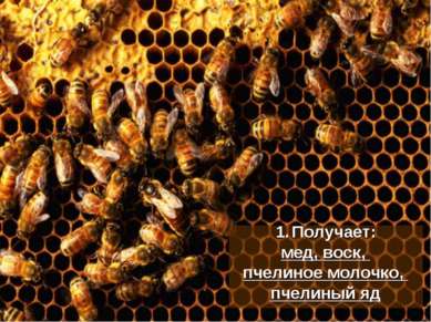 Получает: мед, воск, пчелиное молочко, пчелиный яд