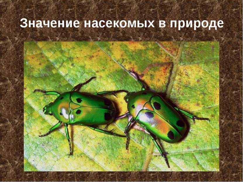 Значение насекомых в природе