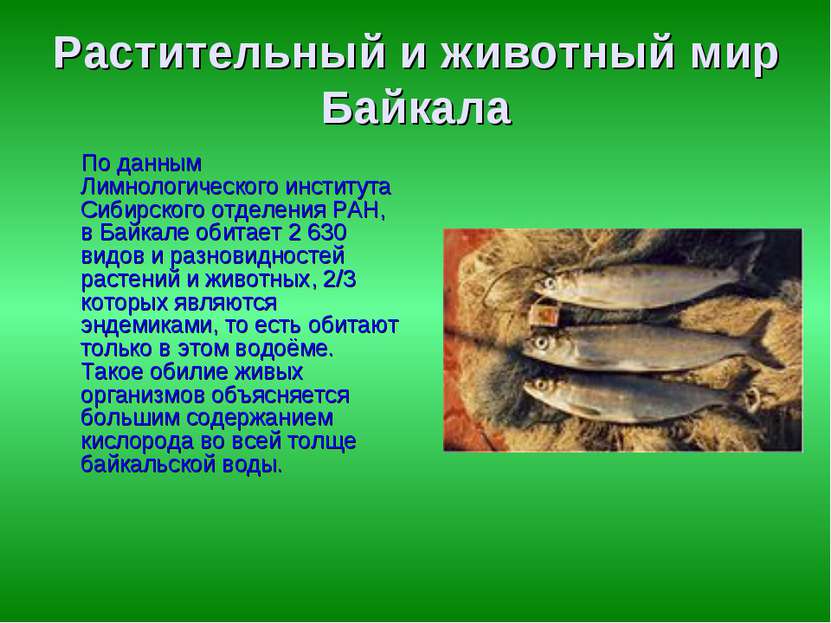 Растительный и животный мир Байкала По данным Лимнологического института Сиби...