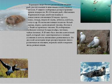 Баренцево море богато различными видами рыб, растительным и животным планктон...