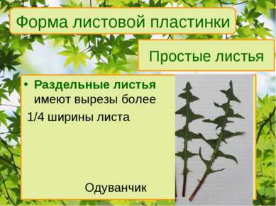 Простые листья Раздельные листья имеют вырезы более 1/4 ширины листа Одуванчи...